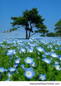 Hitachi Seaside Park, Japan
